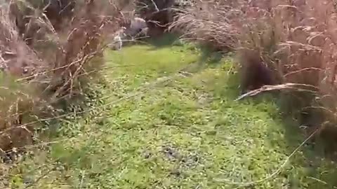 Labrador father teaches his puppies to swim