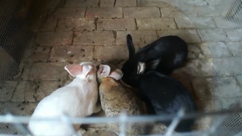 This litter of rabbits is so good