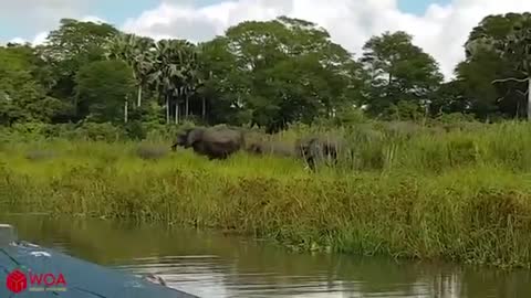 Elephant video