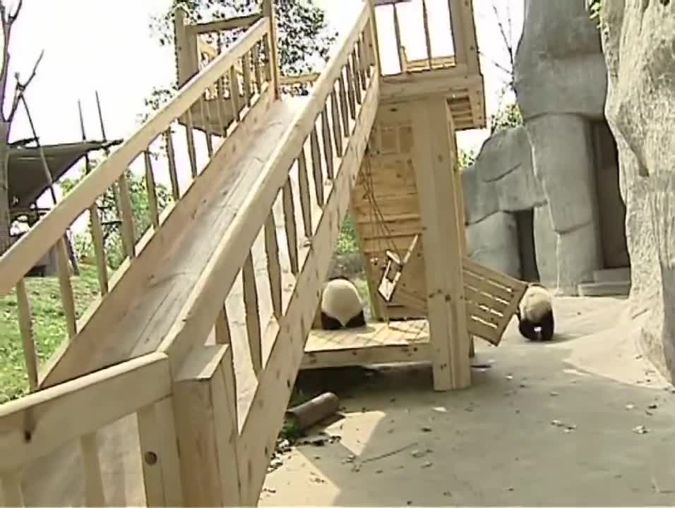 Cute pandas playing on the slide