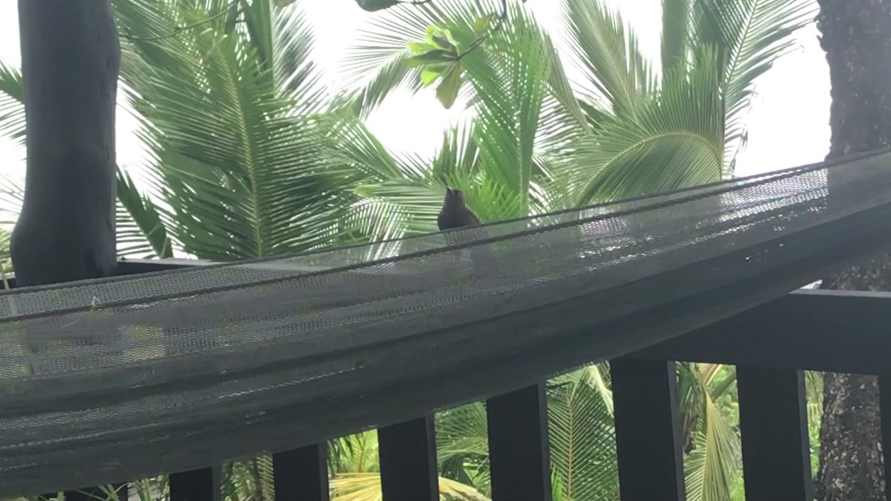 Morning visitor to the deck 11/20/24