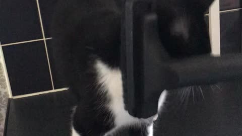 Cat Enjoy's Getting Vacuumed