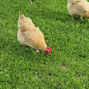 OMC! If you are a worm or bug - These are apex predators! 🐛🐔😮🤯#chickens #bugs #worms #apexpredator