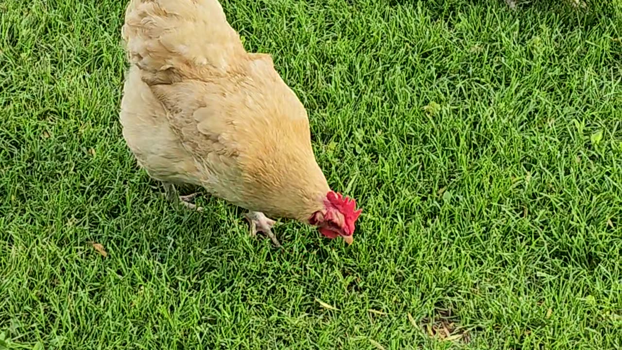 OMC! If you are a worm or bug - These are apex predators! 🐛🐔😮🤯#chickens #bugs #worms #apexpredator