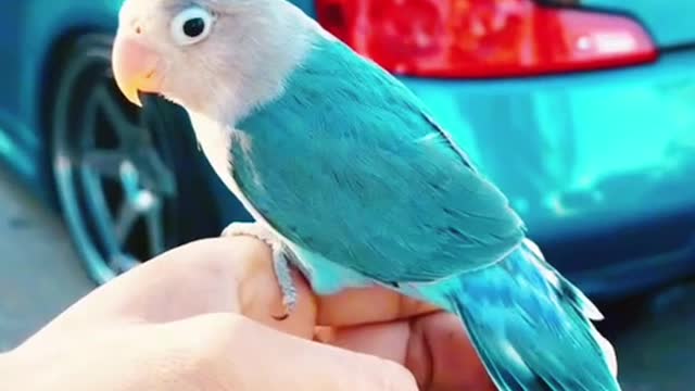 Love bird