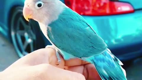 Love bird