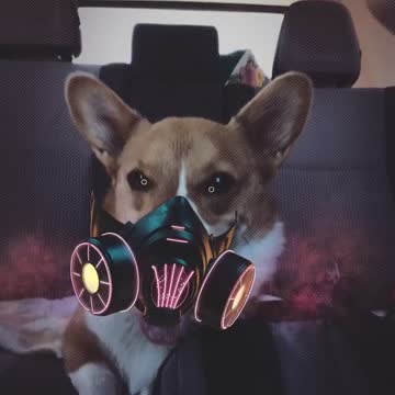 Corgi Bane