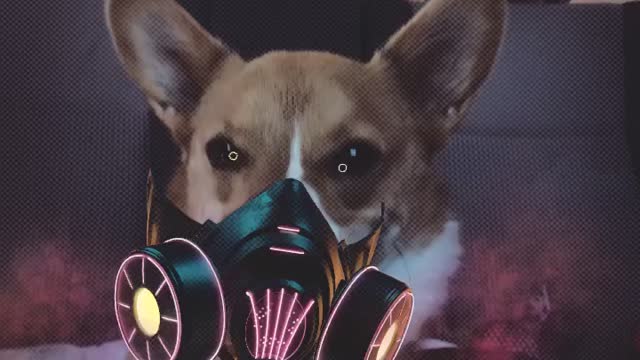 Corgi Bane