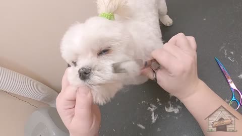 The best way to trimming the head and face of Your petdog. TOP!