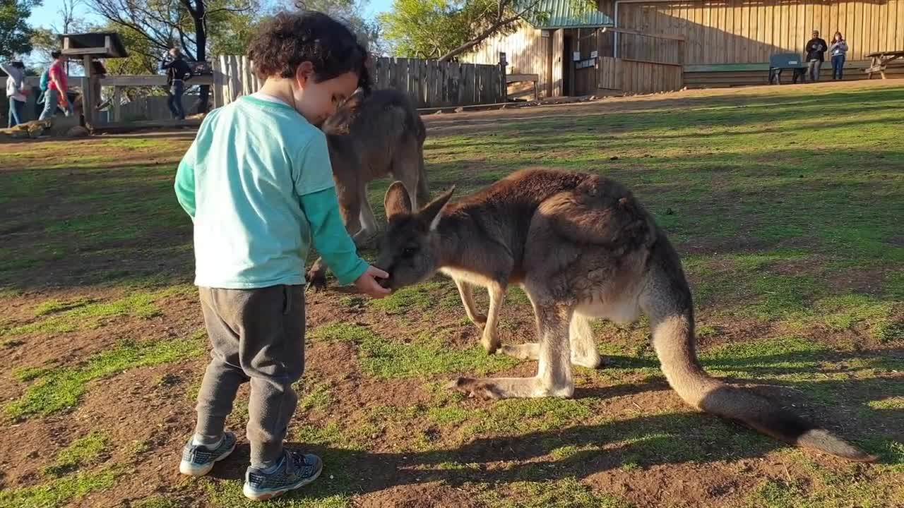 The kangaroo is a marsupial from the family Macropodidae - Wildlife - short Film