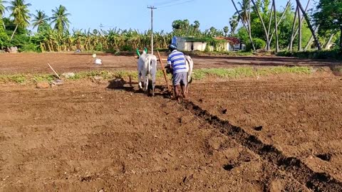 OX ploughing process is antiquated | Agriculture India