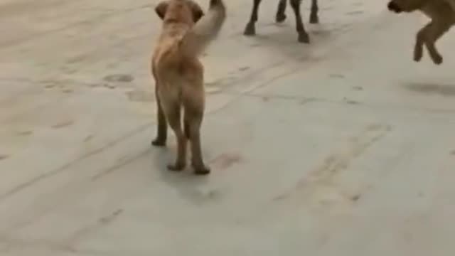 Funny Animals 2022 - Cute Dogs and Cats 😁❤🥰🤣😂Doing Funny Things