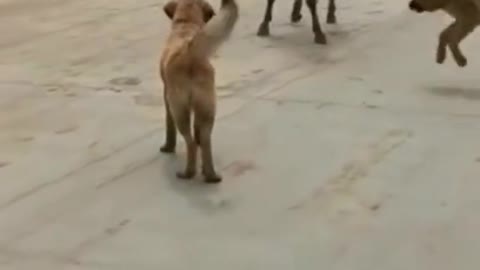 Funny Animals 2022 - Cute Dogs and Cats 😁❤🥰🤣😂Doing Funny Things