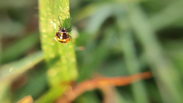 Lady Bug on a Green Leaf