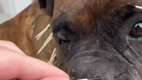 At least the porcupine has been dealt with🥲
