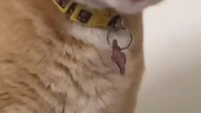 So Cute Cats ♥ Best Funny Cat Videos by 2021