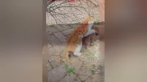 Funny cats and dogs