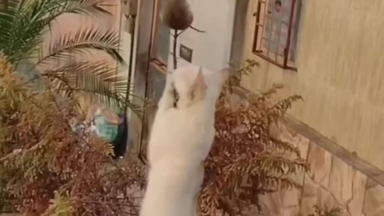 Funny Animal