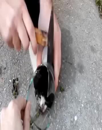 Cat's head stuck in a glass bottle, saved by good Samaritan