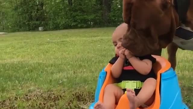 Dog play with a cute baby