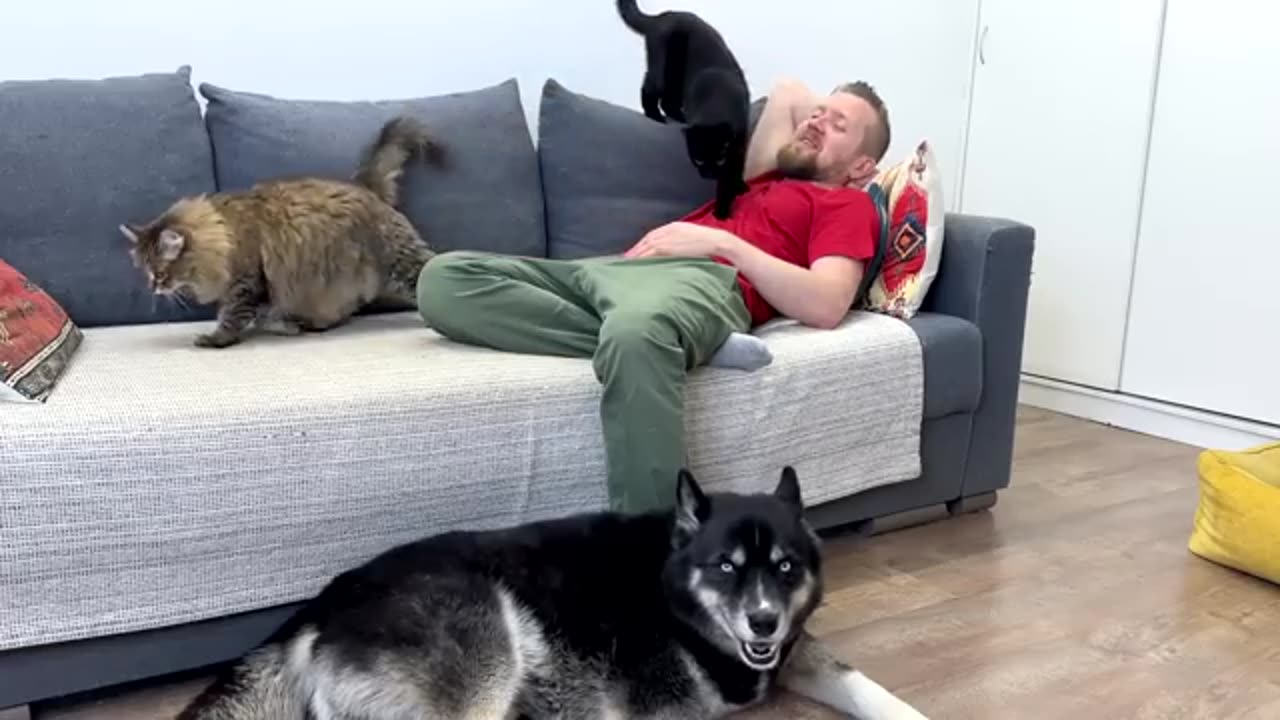 My Huskies And Cats Follow Me Everywhere! What It's Like to Live With Five Pets