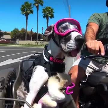 California USA Keep an eye out for these hardened biker dudes
