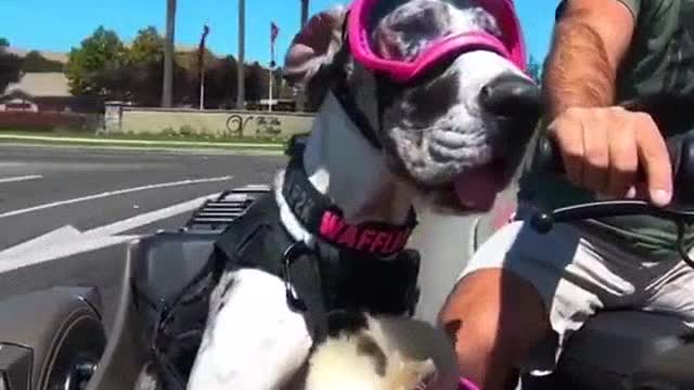 California USA Keep an eye out for these hardened biker dudes