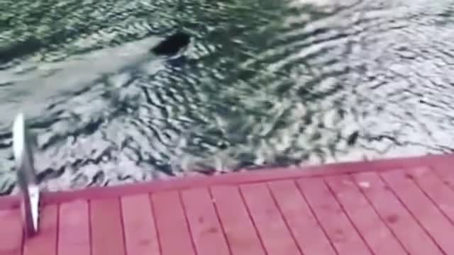 Dog almost drowns trying to save owner