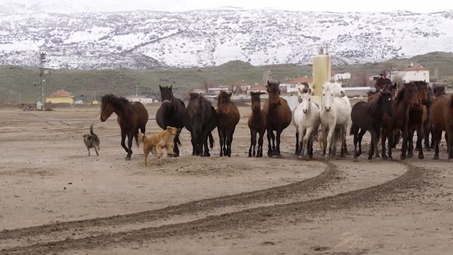 Dogs, horses and a cowboy