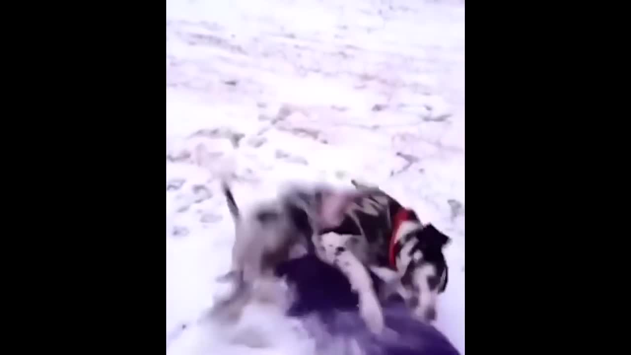 The funniest dog in the snow