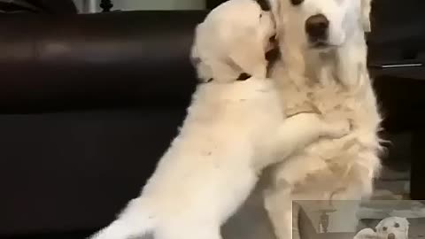 Mother dog and baby dog