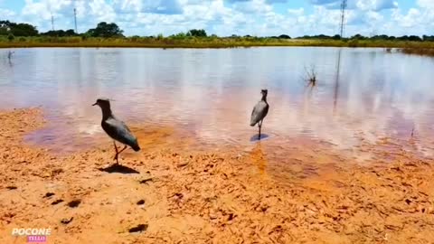 Casal de quero quero😍