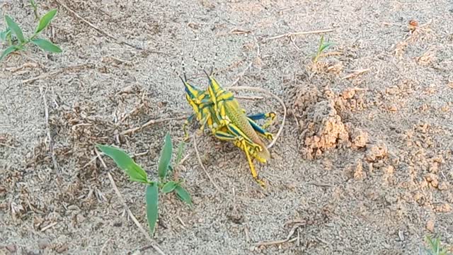 Marking love near the beach by two little insects 😂😂