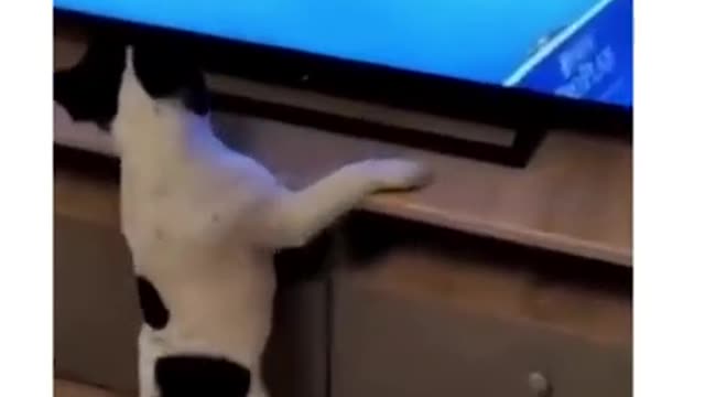 Funny Dog Fails 2021 -Try Not To Laugh