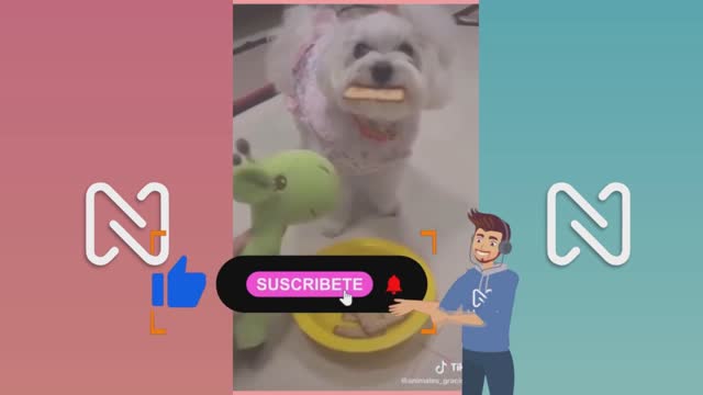 ANIMALES GRACIOSOS Y TIERNOS 🐶 NIVEL: DIOS - TIKTOK 2021