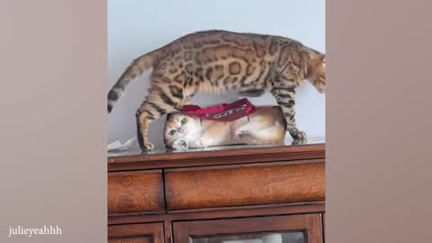 Funniest CATS😺 and DOGS🐶