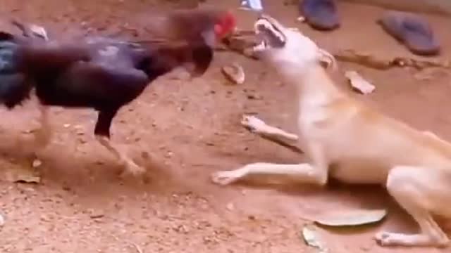 Chiken v/s dog fight ⚔️👑