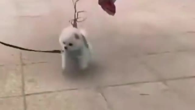 Little Dog Flies off with balloons.