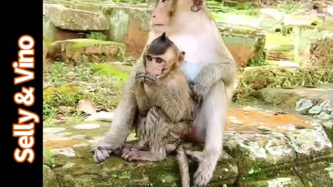 The Good, The Bad & The Ugly 64 Monkey compilation, their lives, tantrums, beatings, kidnaps, cute