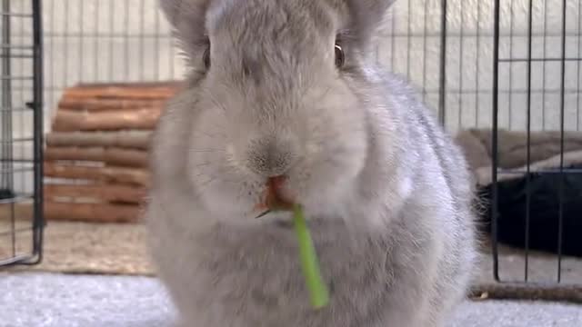 Experience a bunny dinner with an immersive experience