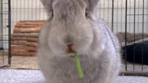 Experience a bunny dinner with an immersive experience