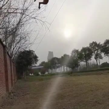 Dog High Jump | Dog Training