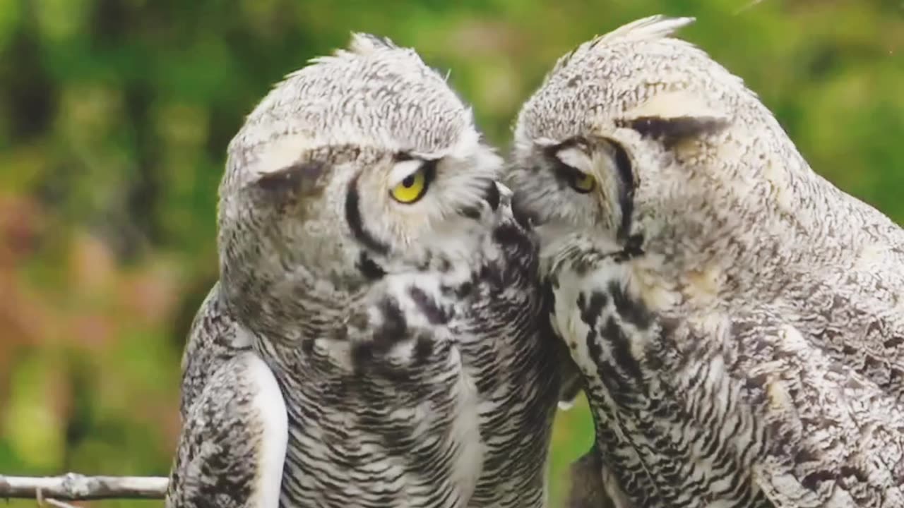 Have a wonderful moment for owl 🦉