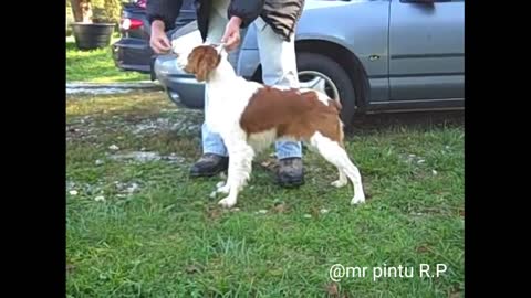 Dog ke sath masti