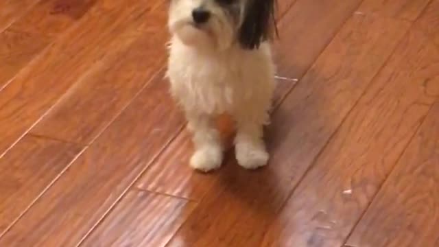 Watch till the very end dog drags butt across wood floor