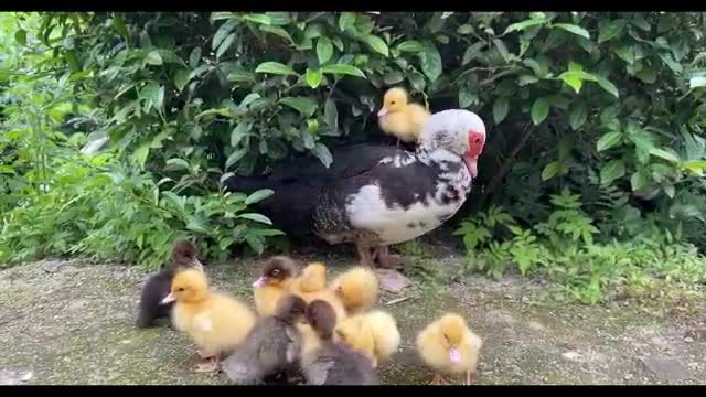 blind date duck