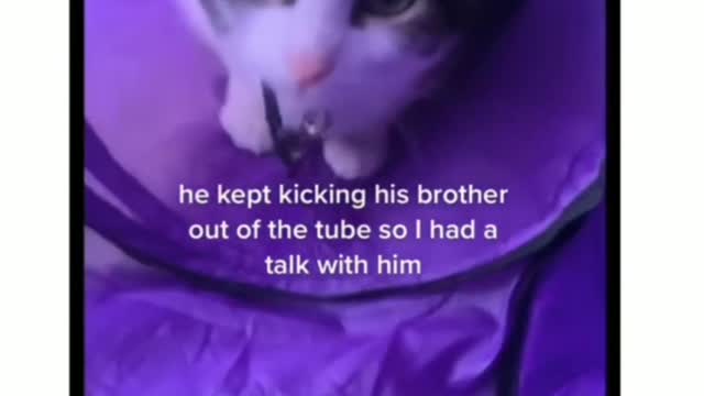 Cat gets offended