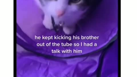 Cat gets offended