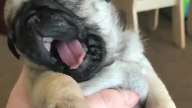 Funny Dog Videos 2021 It's time to LAUGH with Dog's life40