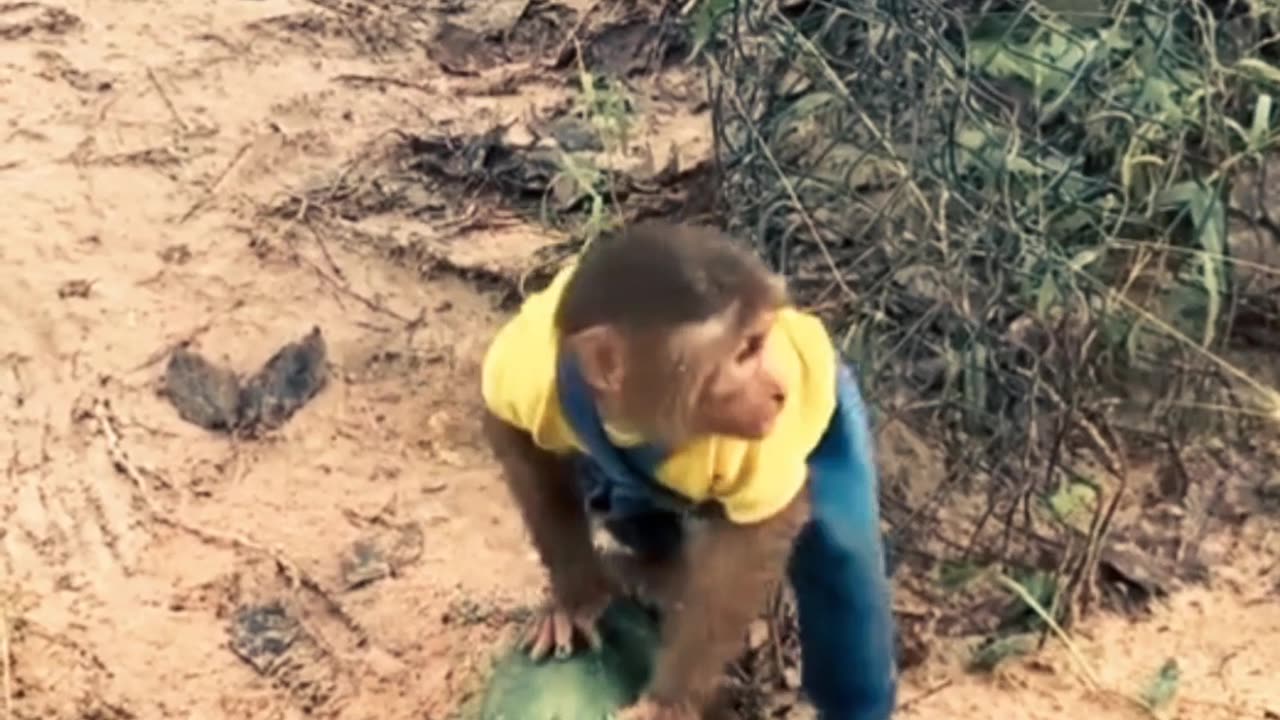 Monkey drive a car